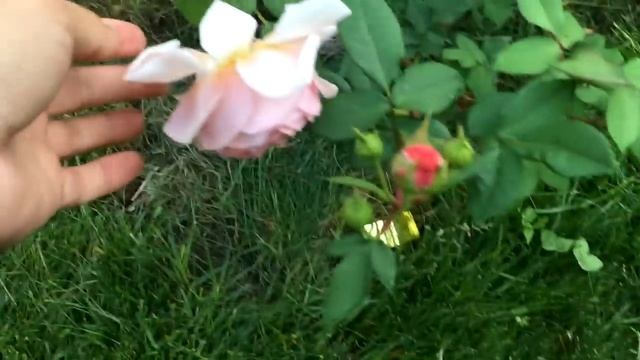 Обзор моего сада роз в июне 2018 My Garden Rose смотреть онлайн