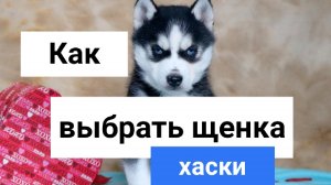 Как выбрать щенка хаски _ How to choose a husky puppy _.mp4