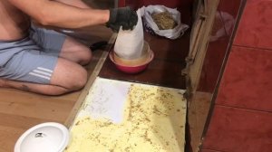 Сосновая пыльца, сбор и хранение