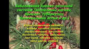 Лекарственные растения  Краткий справочник по лекарственным растениям Лечение травами
