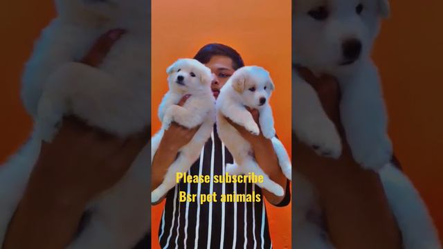 #Show quality #Pomeranian #male 8,000₹ #female 5,500₹ #sale #telugu #viral #support #9502887889 смотреть онлайн