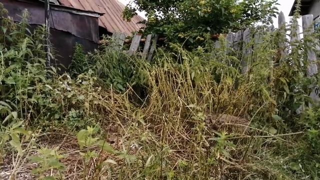 Хаски как свинья)))) смотреть онлайн