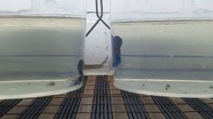 рыбки  петушки  два  вида  самцов