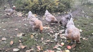 Амераукана любимые куры по всем  параметрам