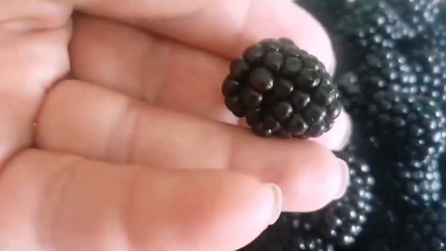 Тестирование ежевики Блэк Сатин. смотреть онлайн