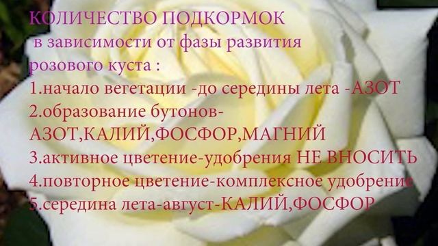 Розарий с минимальным уходом.Ошибки начинающих садоводов.
