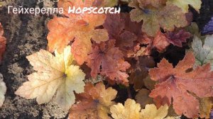 Гейхерелла сорт Hopscotch сменила свой яркий окрас в конце июня