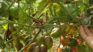 Томат ? ДРОБЛЕНОЕ СЕРДЦЕ ( Crushed Heart).