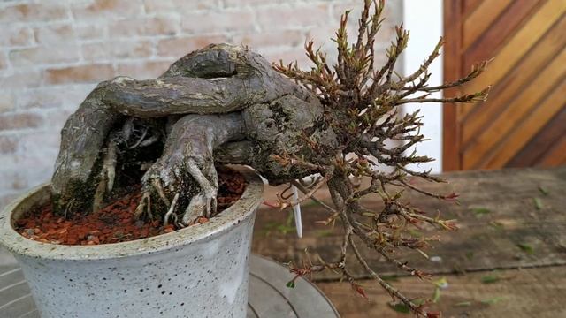 Desfolia de Ficus Neriifolia - han kengai
