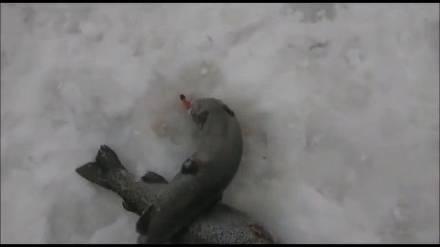 Рыбалка в Подмосковье (форель,щука,осетр,карп,амур,сиг,пелядь)