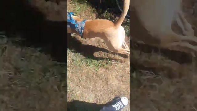 JOJO THE DOG HAVING FUN IN THE BACK YARD