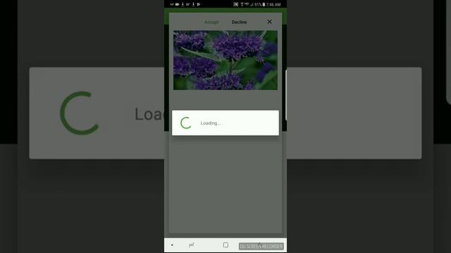 How to identify bluebeard or Caryopteris clandonensis with PlantSnap смотреть онлайн