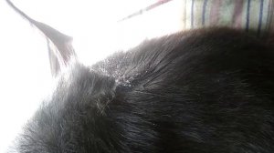 КАК ВЫТАЩИТЬ КЛЕЩА ИЗ КОТА