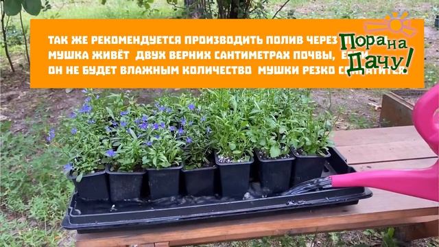 Почвенная мушка. Почему появилась, как избавиться? смотреть онлайн