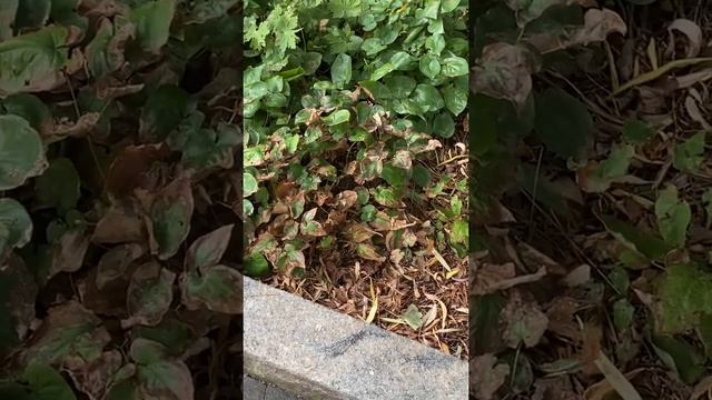 Мой зоопарк в Нью-Йорке смотреть онлайн