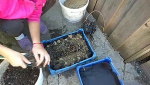 Как посадить нимфеи.Нимфеи.Кувшинки.