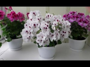 Убираем цветения у пеларгонии , что бы нарастить массу .