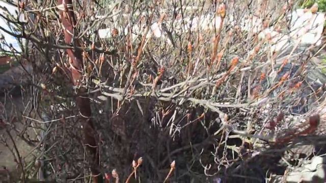 25 апреля 2015г После зимы листопадные рододендроны выглядят так смотреть онлайн