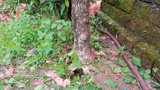 BABON BUNGA KERTAS смотреть онлайн