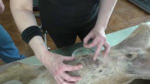 Remove mangoworms from dog - Remove mango worms from dog skin Удалите манговых червей с кожи собаки