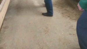 ОГРОМНЫЙ БЫК ТРЁХ ГОДОВАЛЫЙ ЧЕРНО ПЕСТРОЙ ПОРОДЫ