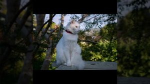 Ангорская кошка. (Турецкая ангора)