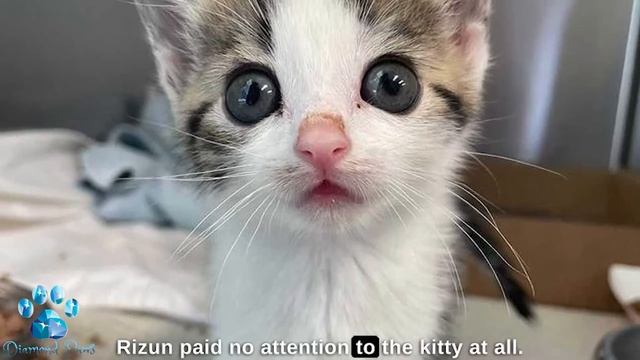 A Girl Brought a Stray Kitten in for the Night, and in the Morning She Got a Surprise! смотреть онлайн