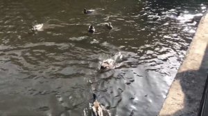 ДОСТОПРИМЕЧАТЕЛЬНОСТИ СВЕТЛОГОРСКА // что посмотреть а Светлогорске за 1 ДЕНЬ