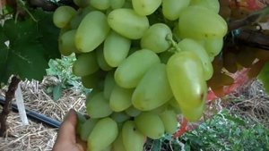 Виноград Бажена 2015 (Панченко)