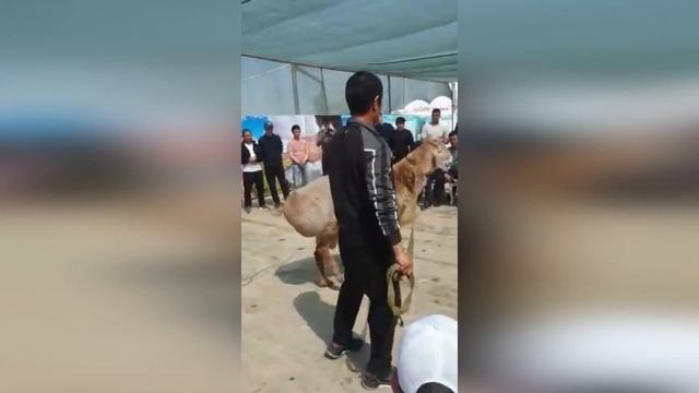 Выставка овец 2021г. город Сарыагаш. Полное видео. смотреть онлайн