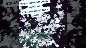 НОЧНАЯ ФИАЛКА (МЕТИОЛА) И ЕЕ АРОМАТЫ