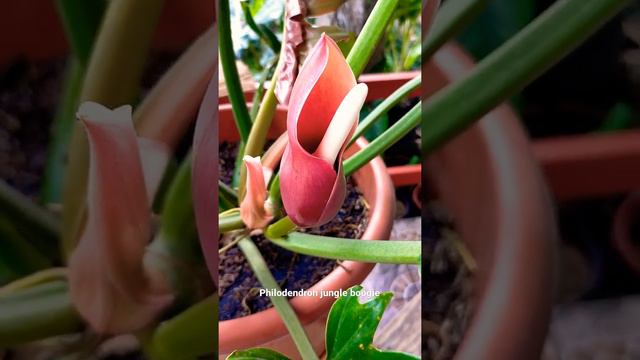 Philodendron Jungle boogie flower