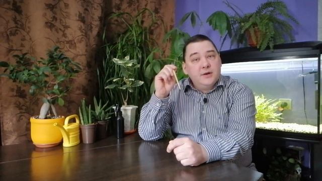 ? ГИППЕАСТРУМ УХОД В ДОМАШНИХ УСЛОВИЯХ смотреть онлайн