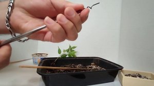 Primer alambrado y trasplante de Bonsái Ficus Benjamina! #bonsai