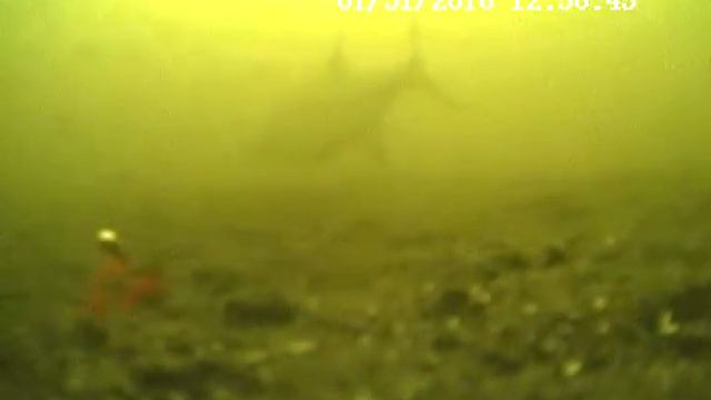 Селец ,поведение леща на закорм смотреть онлайн