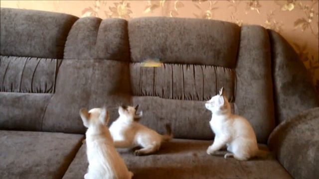 Котята скиф той бобы смотреть онлайн