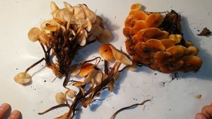 Зимний опенок (Фламмулина бархатистоножковая)