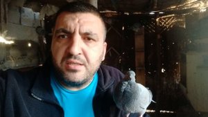 голуби - как выкормить птенца голубя