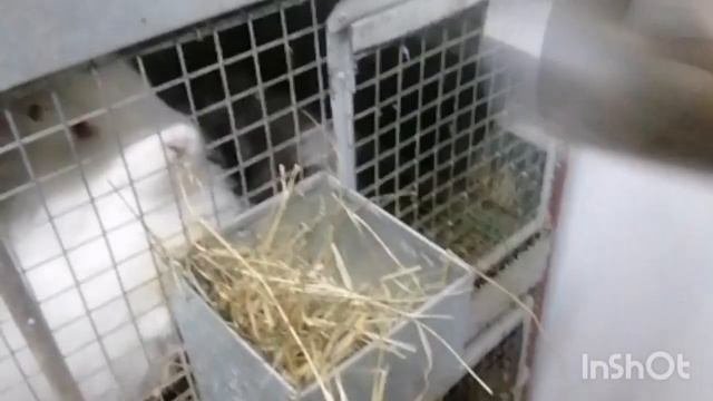 кормление кроликов сеном из кормушек