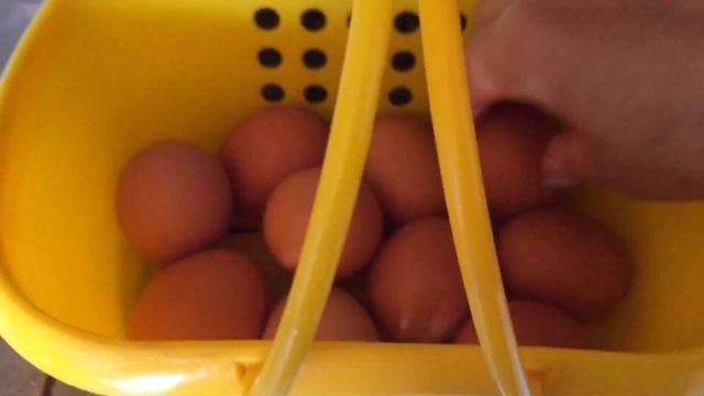 ✅ КАК РАЗМНОЖИТЬ ЗАМИОКУЛЬКАС. Курочки освоились , несут яйца. Жизнь на Южном Урале. смотреть онлайн