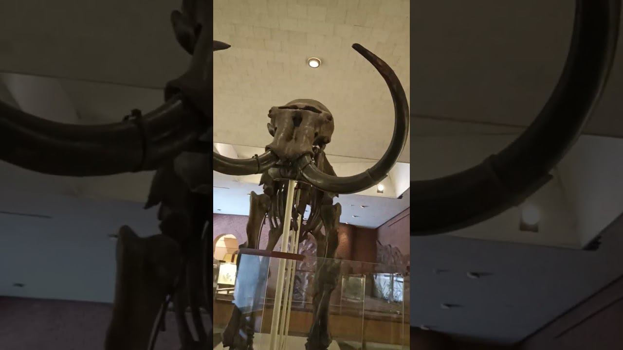 Скелет Мамонта #shorts смотреть онлайн