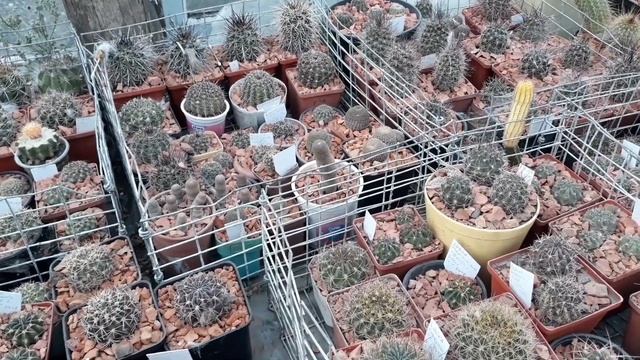 Кактусы готовятся к зиме. Осень. смотреть онлайн