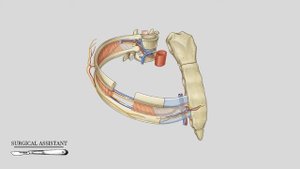 Топография межреберных промежутков