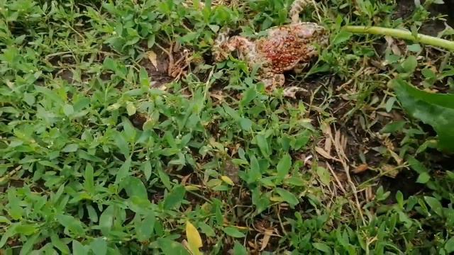 Уж пытается съесть лягушку. смотреть онлайн