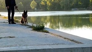 Прогулка с немецкой овчаркой на озеро | Немецкая овчарка Рема