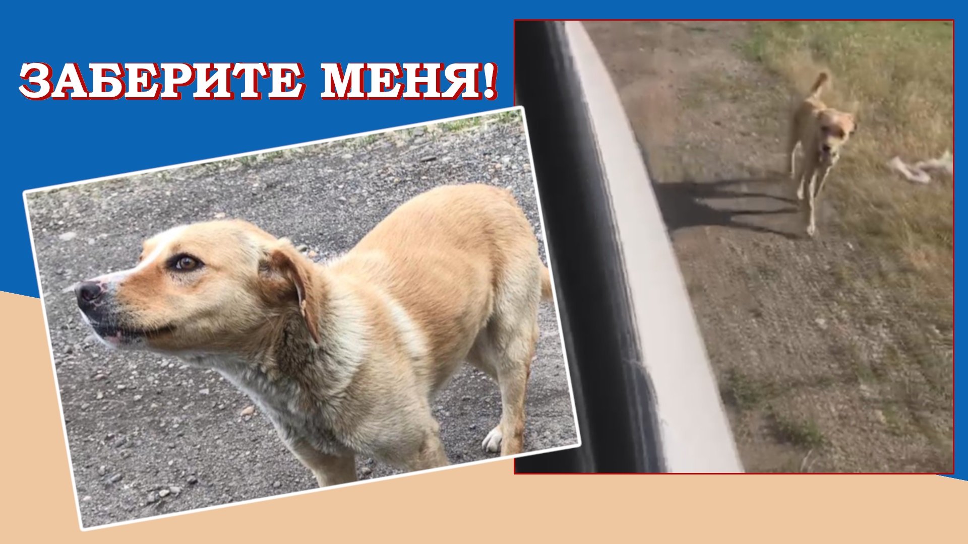 Бездомный пёс долго бежал за машиной, надеясь, что его заберут...