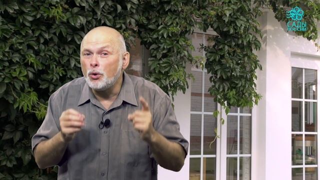 Гортензия и удобрения для гортензии смотреть онлайн