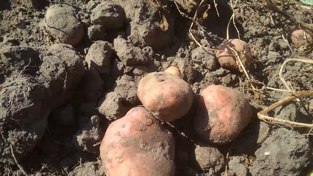 Трактористка Таня копает картошку. смотреть онлайн