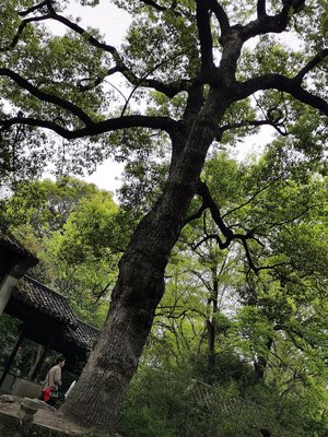 мудрость древних, китайский классический сад