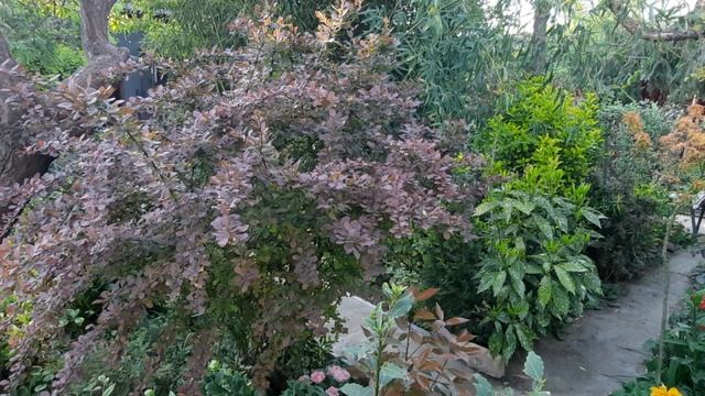 КЛЁН,МЕДУНИЦА,МОЛОЧАЙ,ЛАВРОВИШНЯ,САКУРА,ТЮЛЬПАНЫ?БАРБАРИС,БУЗИНА,ЛАНДЫШИ!МАГНОЛИЯ?19 АПРЕЛЯ 2023 Г. смотреть онлайн